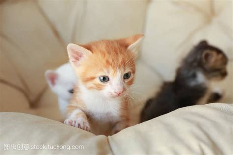 猫来家里生孩子风水|猫到家门口：探索命理学中的吉祥征兆？